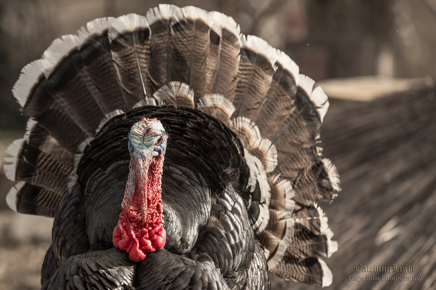 Turkey in Turkey